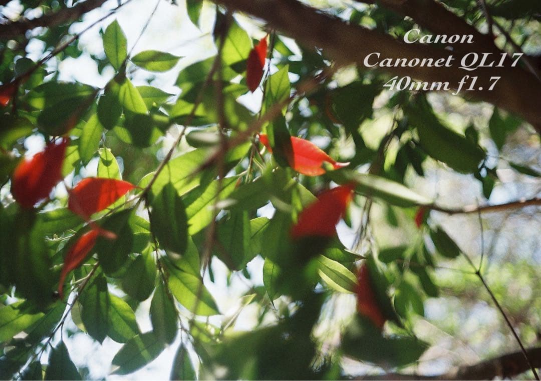 ★完動品＊美品＊初期保証★canon canonet ql17 ★作例多数！