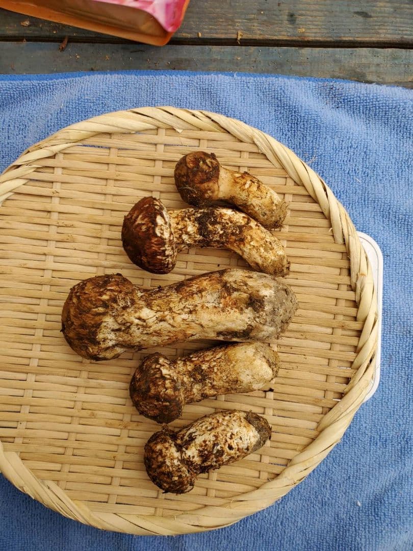 岩手県久慈市産【つぼみ、特産品、松茸】194g