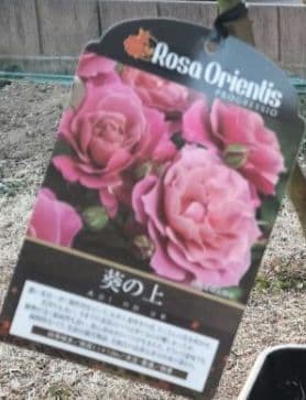 完売品葵の〇　バラ苗　大苗