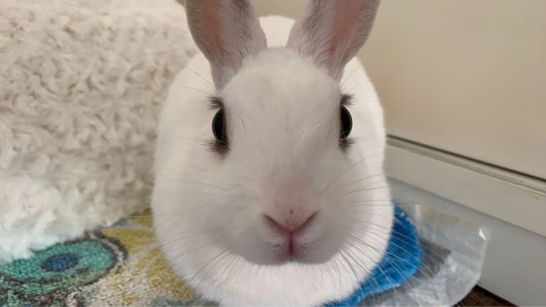 Windowsデスクトップ chi---