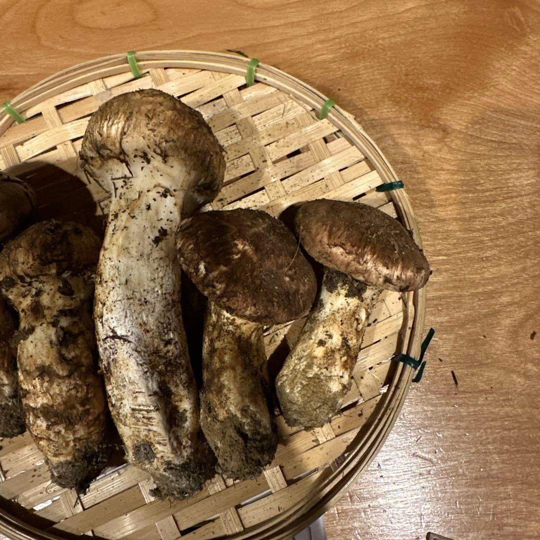 松茸　南信州産①