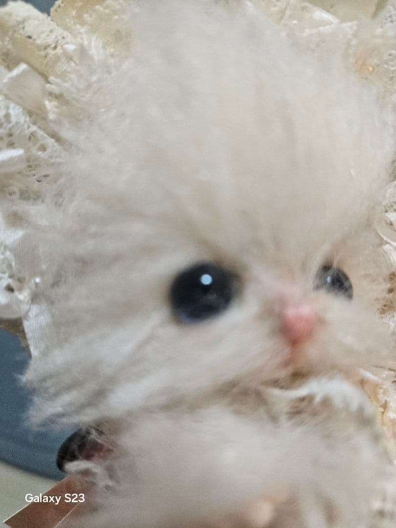 Meadow tea Yuko Hoshikawa 仔猫