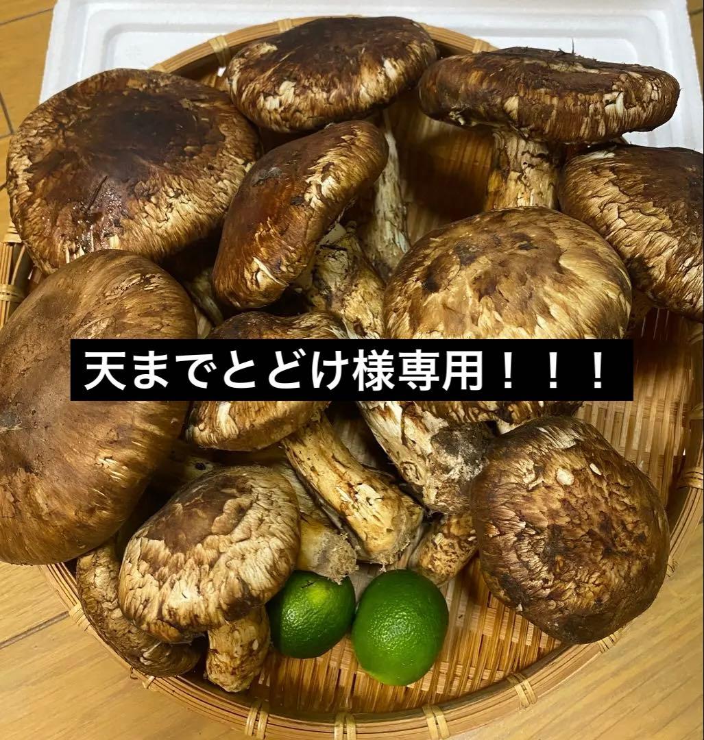中国産 松茸 約束2kg まつたけ マツタケ