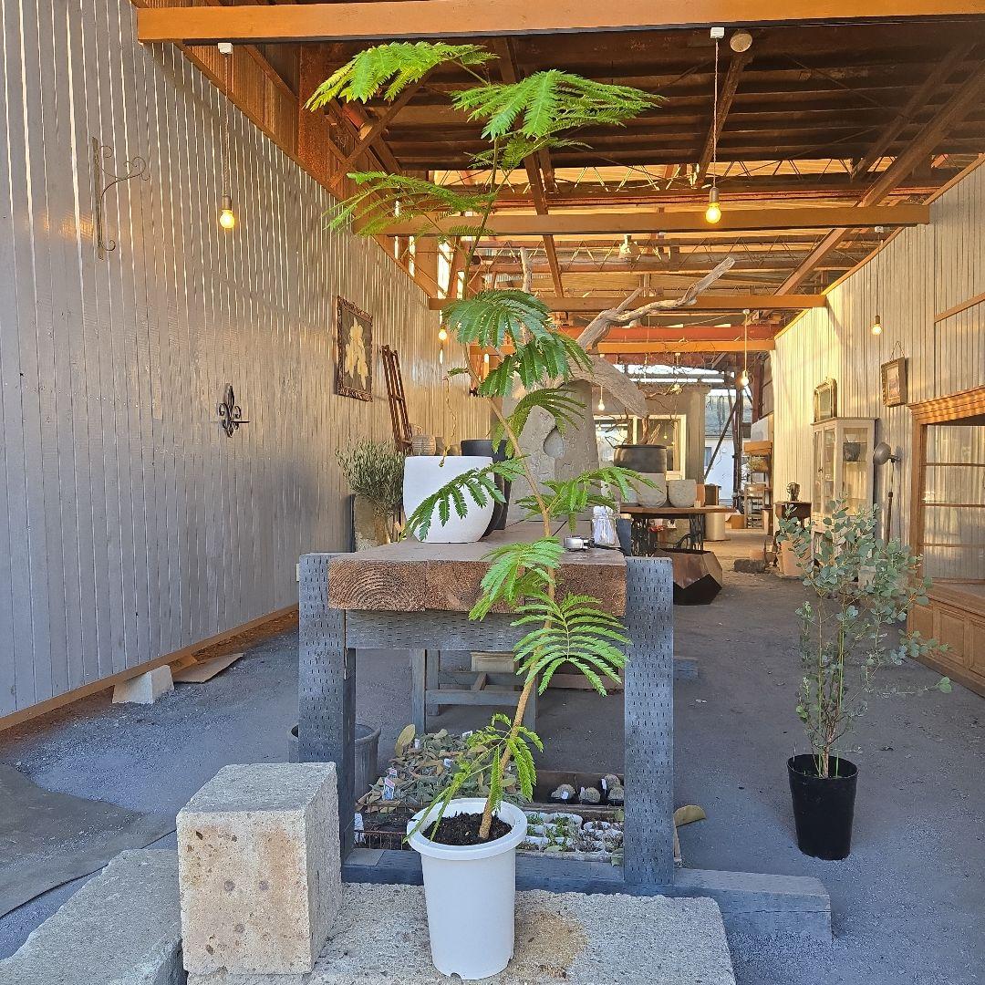 ②　エバーフレッシュ曲がり仕立て　7号特大苗木最高等級極上品‼️