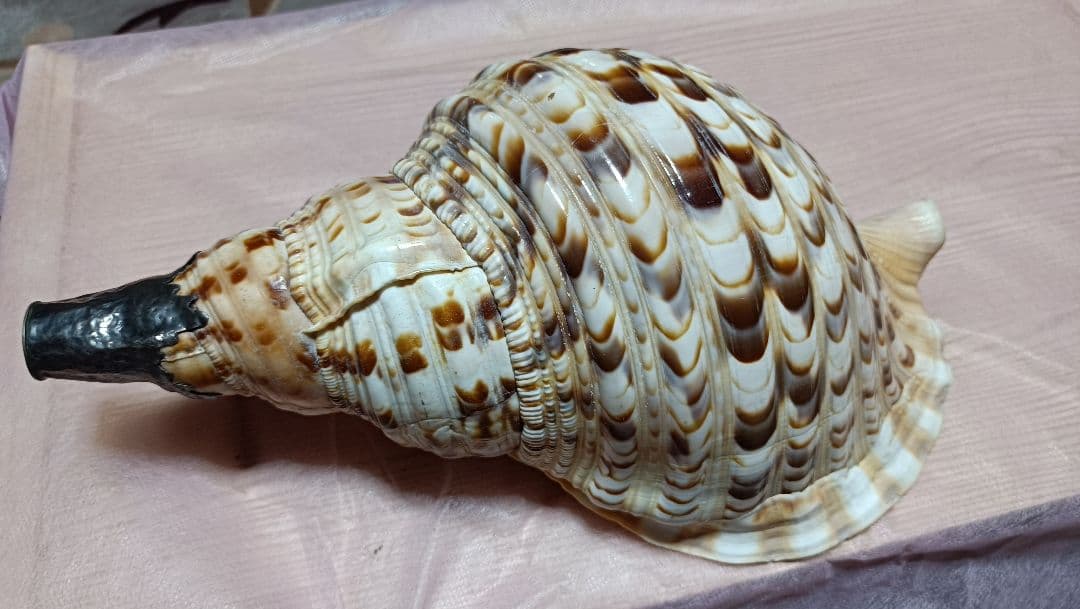 骨董ホラ貝、法螺貝　修行僧、山伏、魔除け　文字彫刻　美術品