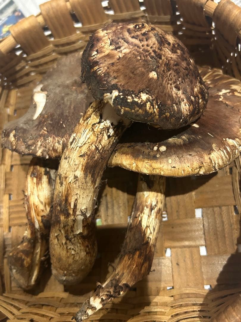 【オコオコ】岩手県産松茸　開き339g シーズンラスト