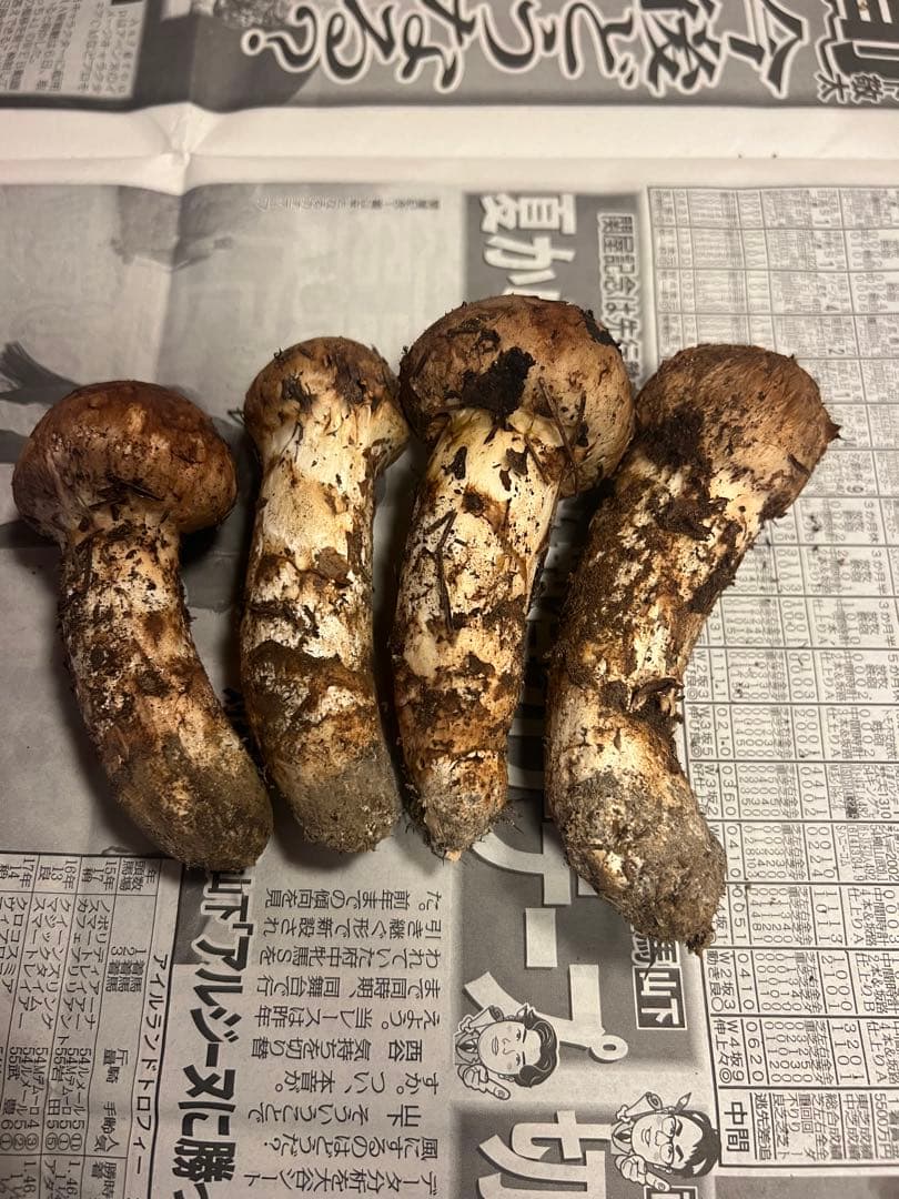 信州産松茸　147g