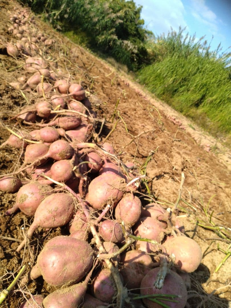 種子島安納いも 2Sサイズ 紅 15キロ