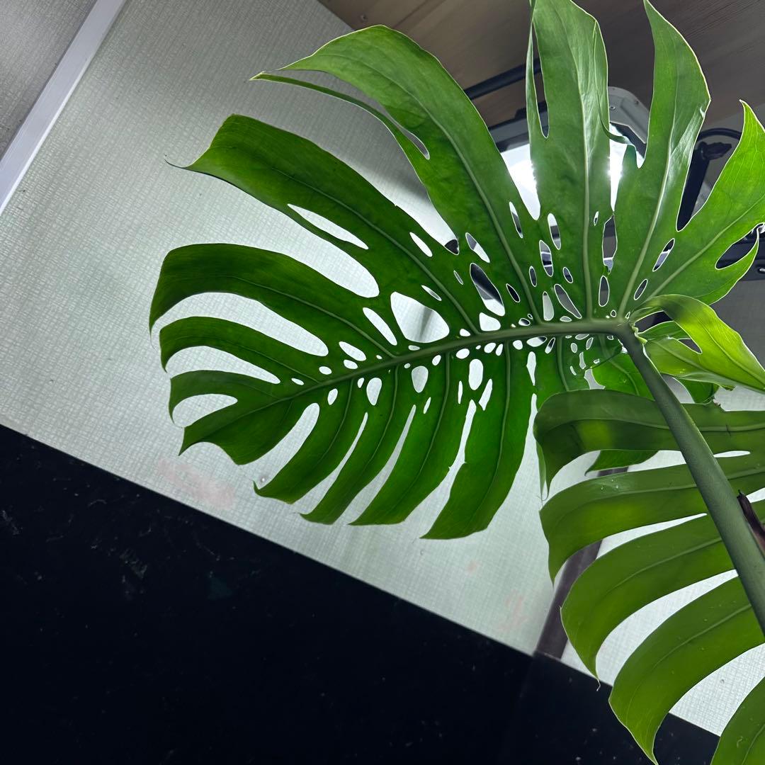 江*君様 モンステラデリシオーサマクロコズム超希少系統鉢植え