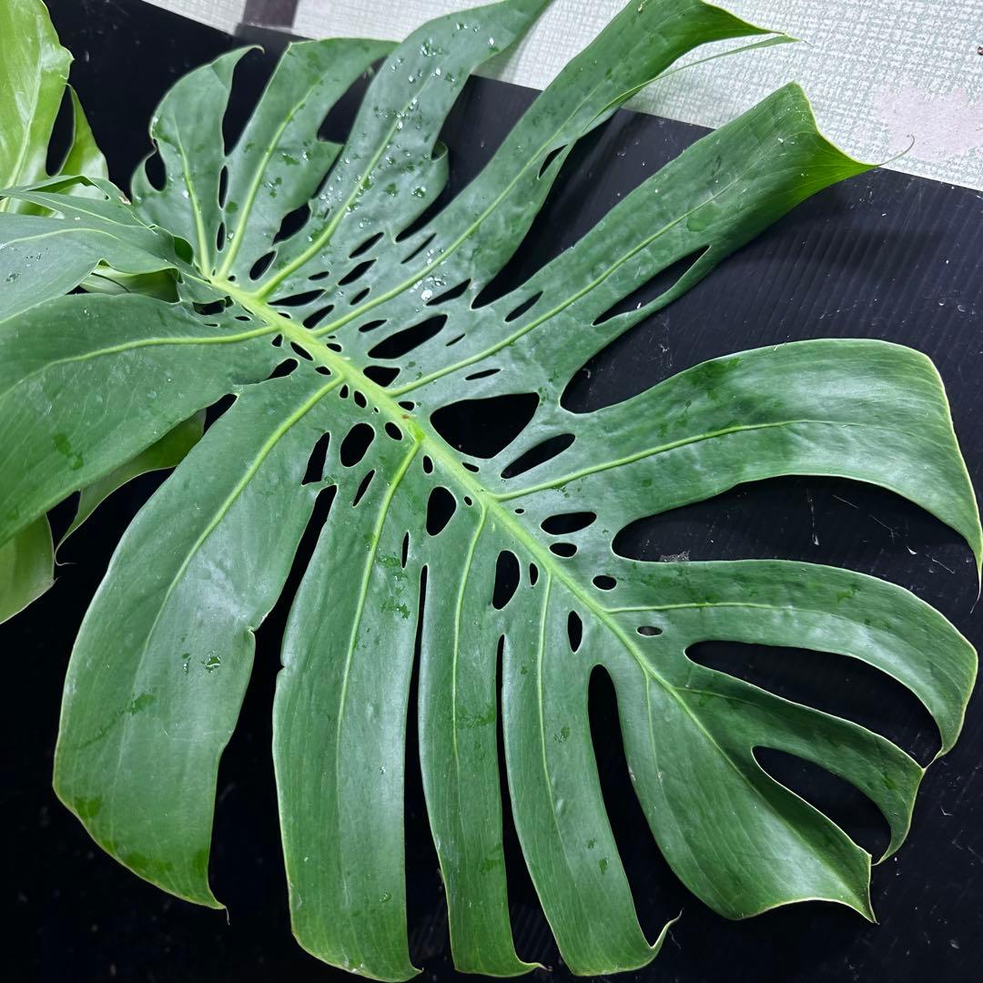 江*君様 モンステラデリシオーサマクロコズム超希少系統鉢植え