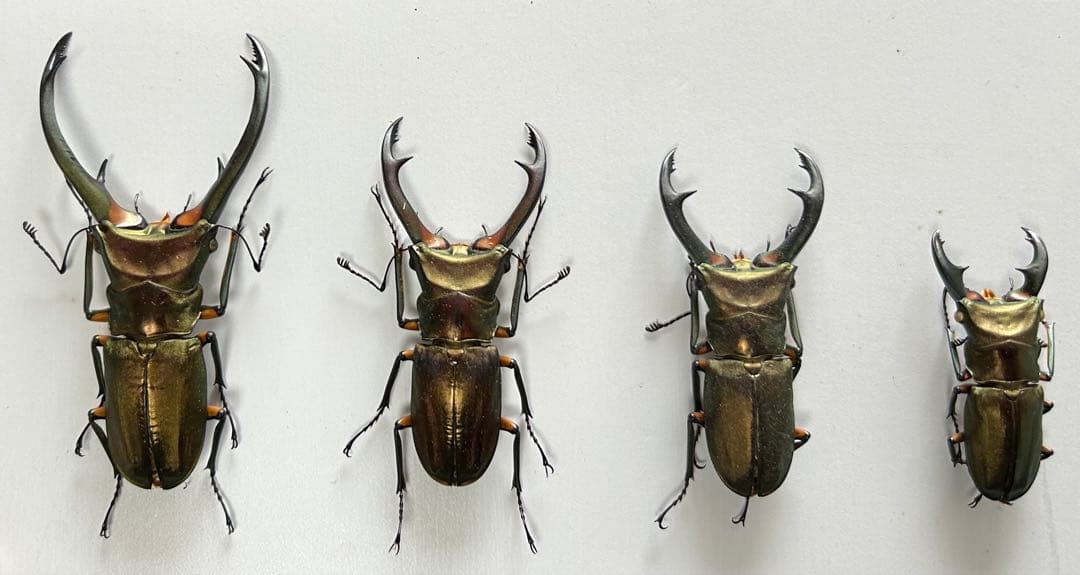 【昆虫標本】エラフスホソアカクワガタ♂82㍉他 4頭セット