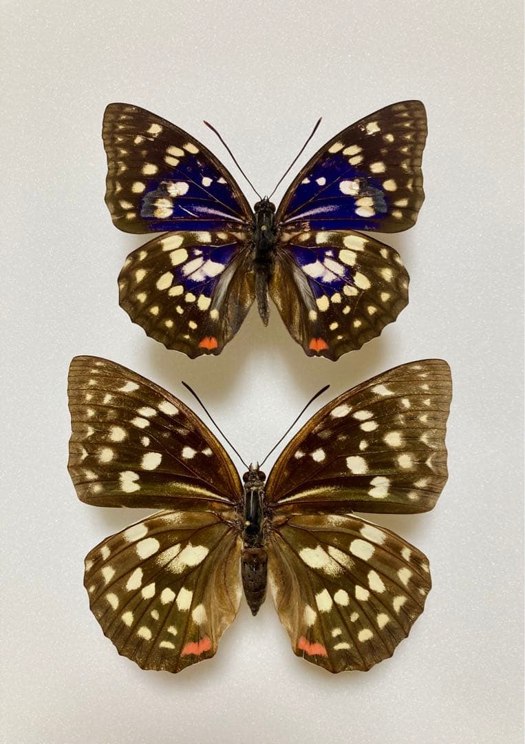 【別売り可能】1ペア オオムラサキ（四川省/中国）