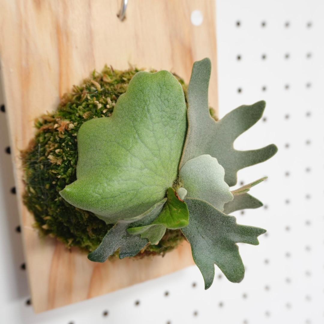 ビカクシダ YMDS ウィリンキー系 イエロームーンドワーフ　スポア　Y-2