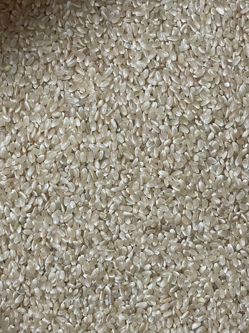 令和7年　栃木県鹿沼市産コシヒカリ　25キロ　玄米