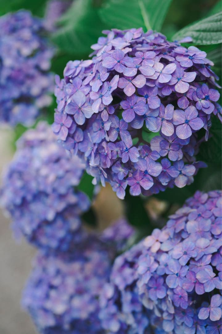 ZEISS Batis 1.8/85 レンズ (Eマウント85mm単焦点)