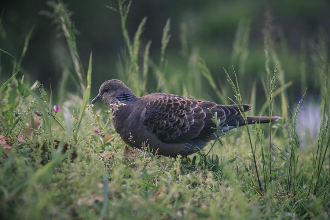 オールド望遠セット！CONTAX Sonnar 135mm＋2倍テレコン