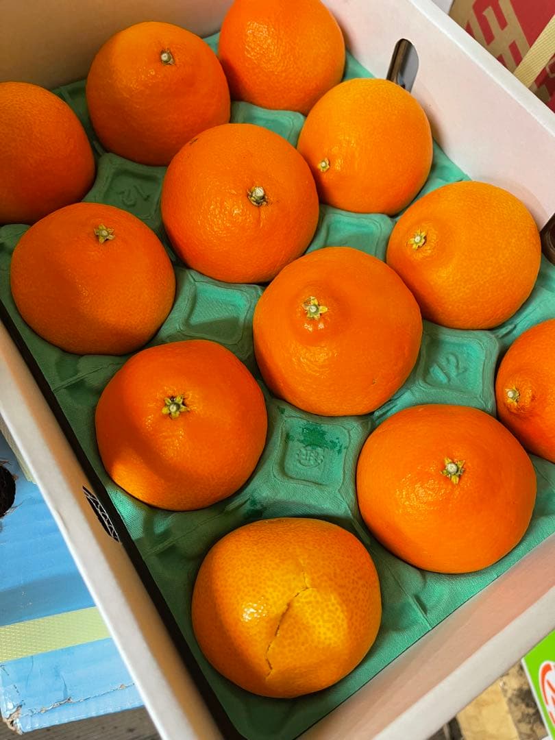 紅まどんな　確認用