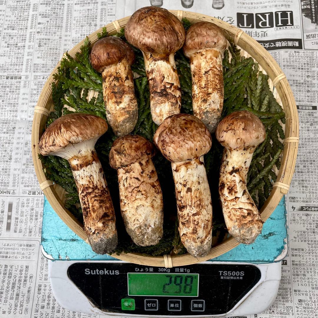 天然きのこ 松茸 国産 極上‼️ マツタケ まつたけ 森の凛さん採取 その180