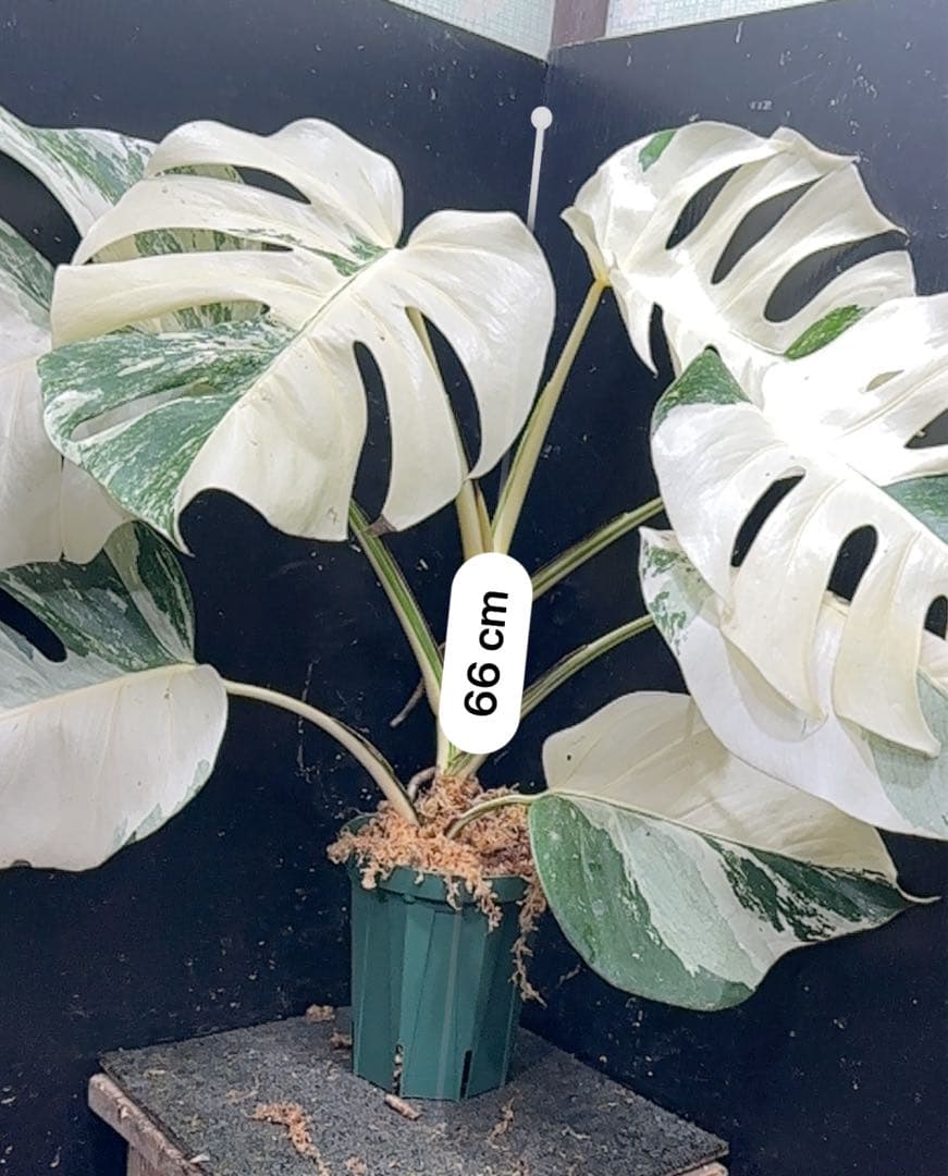 L*）様 斑入りモンステラ ホワイトタイガー極美大株66cm白斑多