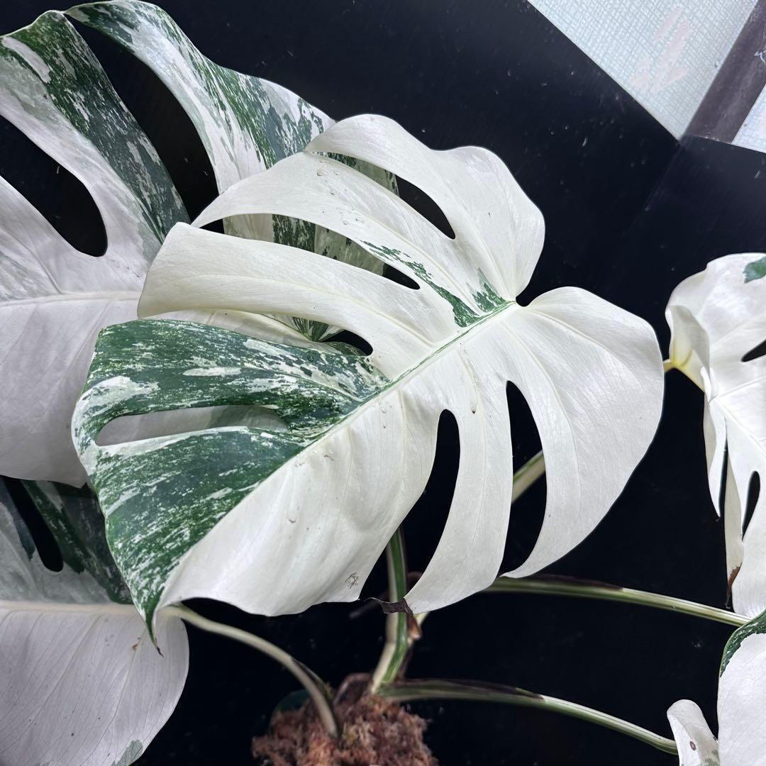 L*）様 斑入りモンステラ ホワイトタイガー極美大株66cm白斑多