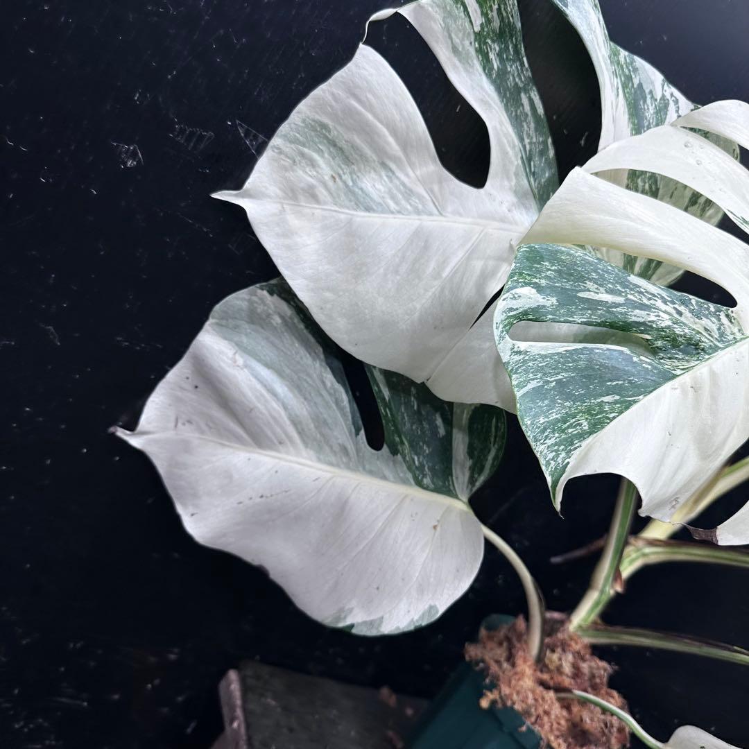 L*）様 斑入りモンステラ ホワイトタイガー極美大株66cm白斑多