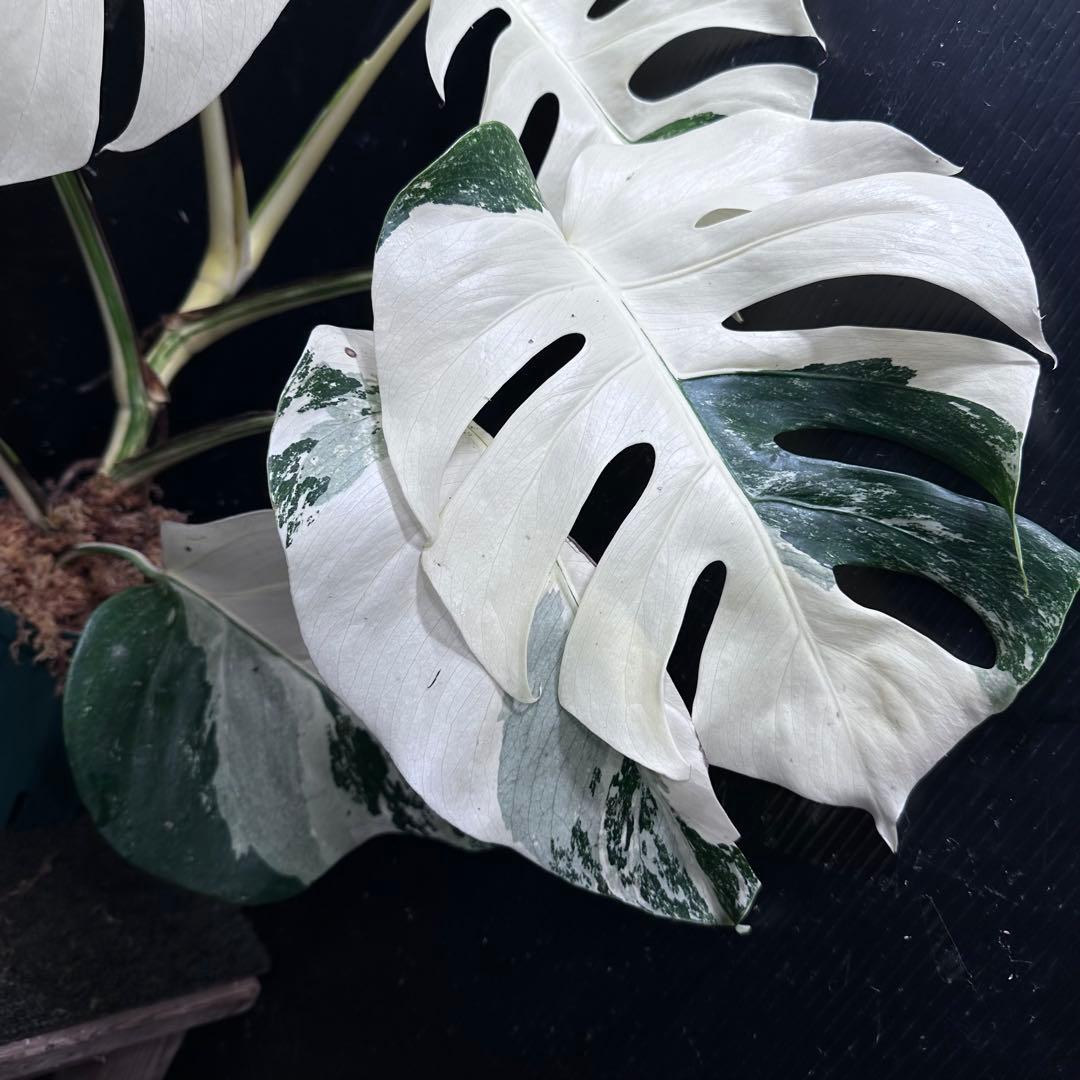 L*）様 斑入りモンステラ ホワイトタイガー極美大株66cm白斑多
