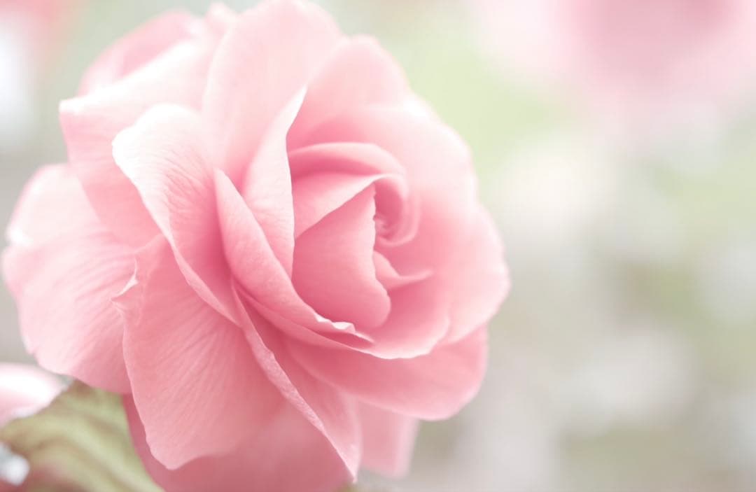 PENTAX-D FA★85mmF1.4ED Silver Edition