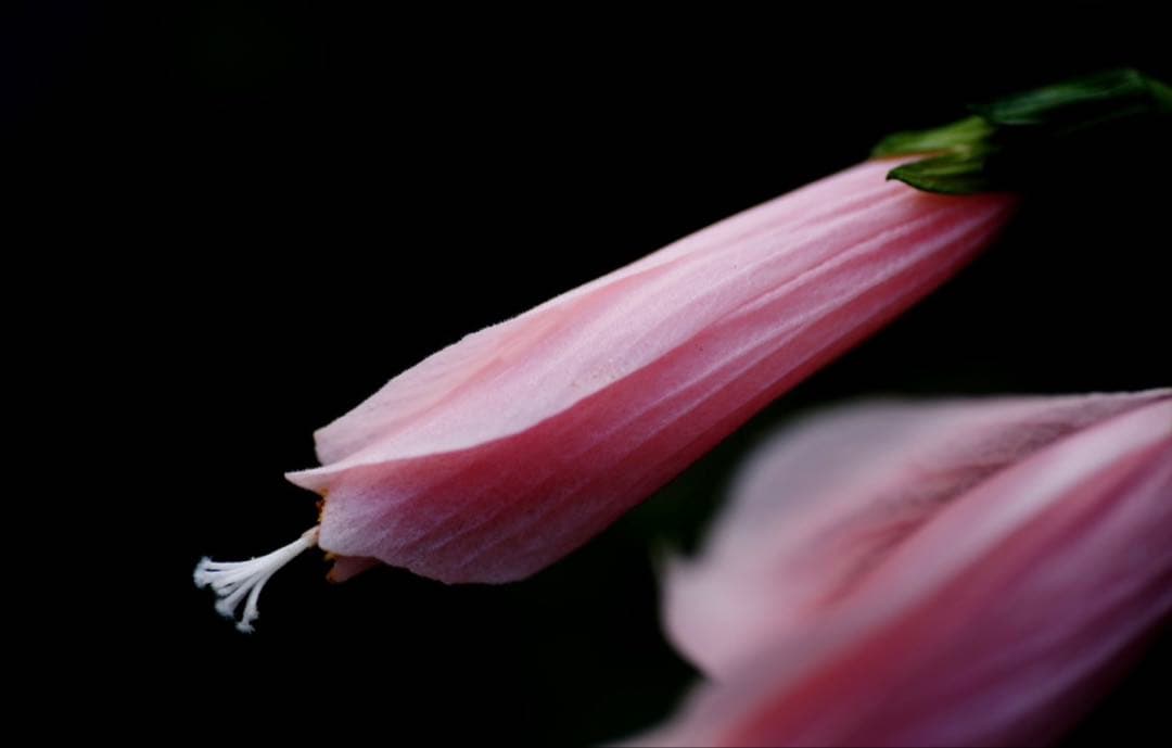 PENTAX-D FA★85mmF1.4ED Silver Edition