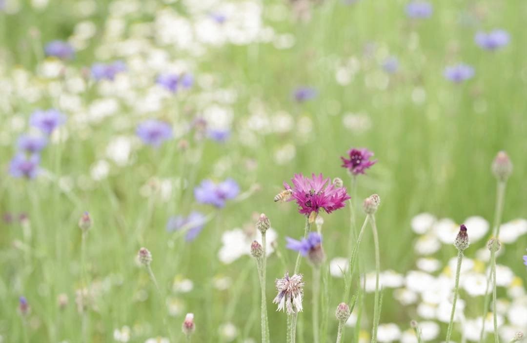 PENTAX-D FA★85mmF1.4ED Silver Edition