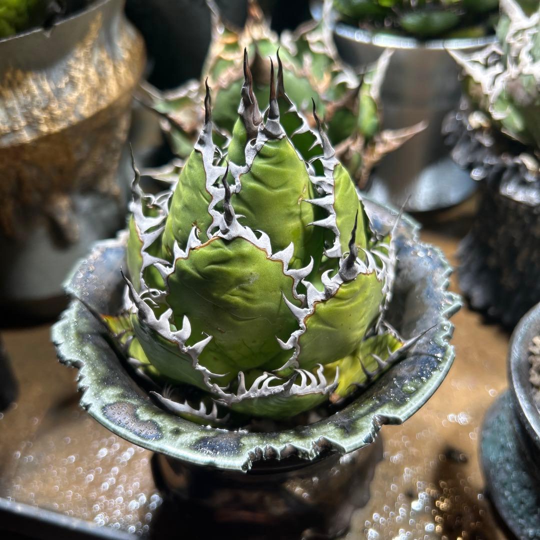 アガベ　陽炎ホリダ　極陽炎　ボールタイプ　ドワーフ　特選S級選抜　鉢植え発送