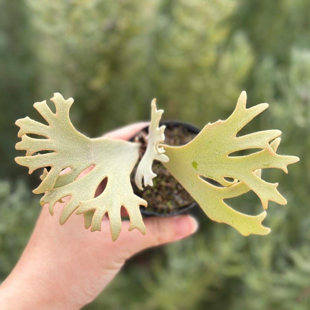 P. willinckii ’Jenny’ TC 1637