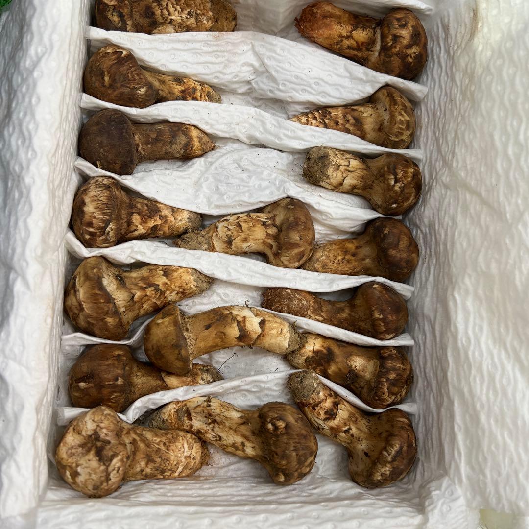 めっちゃ綺麗！ 超新鮮中国産松茸 約1キロ入り 40本入り