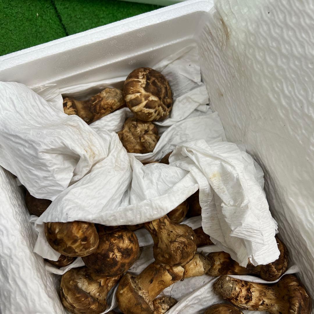 めっちゃ綺麗！ 超新鮮中国産松茸 約1キロ入り 40本入り
