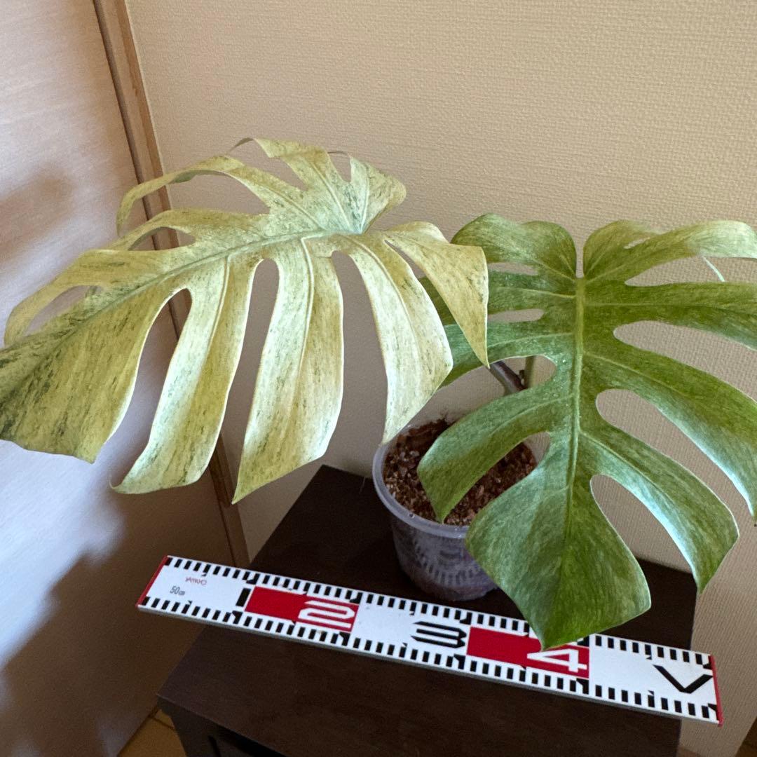 ＊モンステラ＊ミント＊フルミント＊