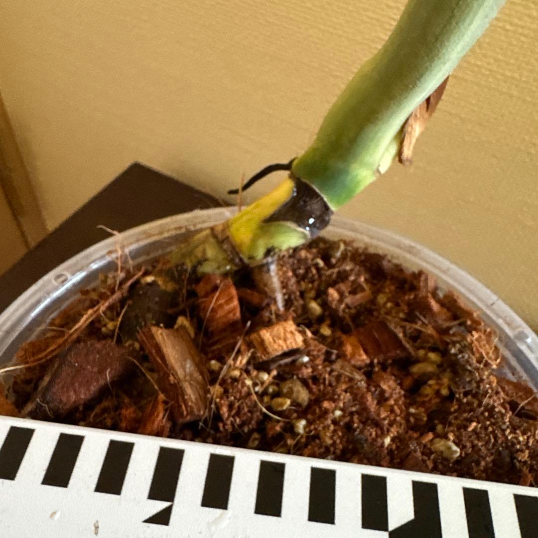 ＊モンステラ＊ミント＊フルミント＊