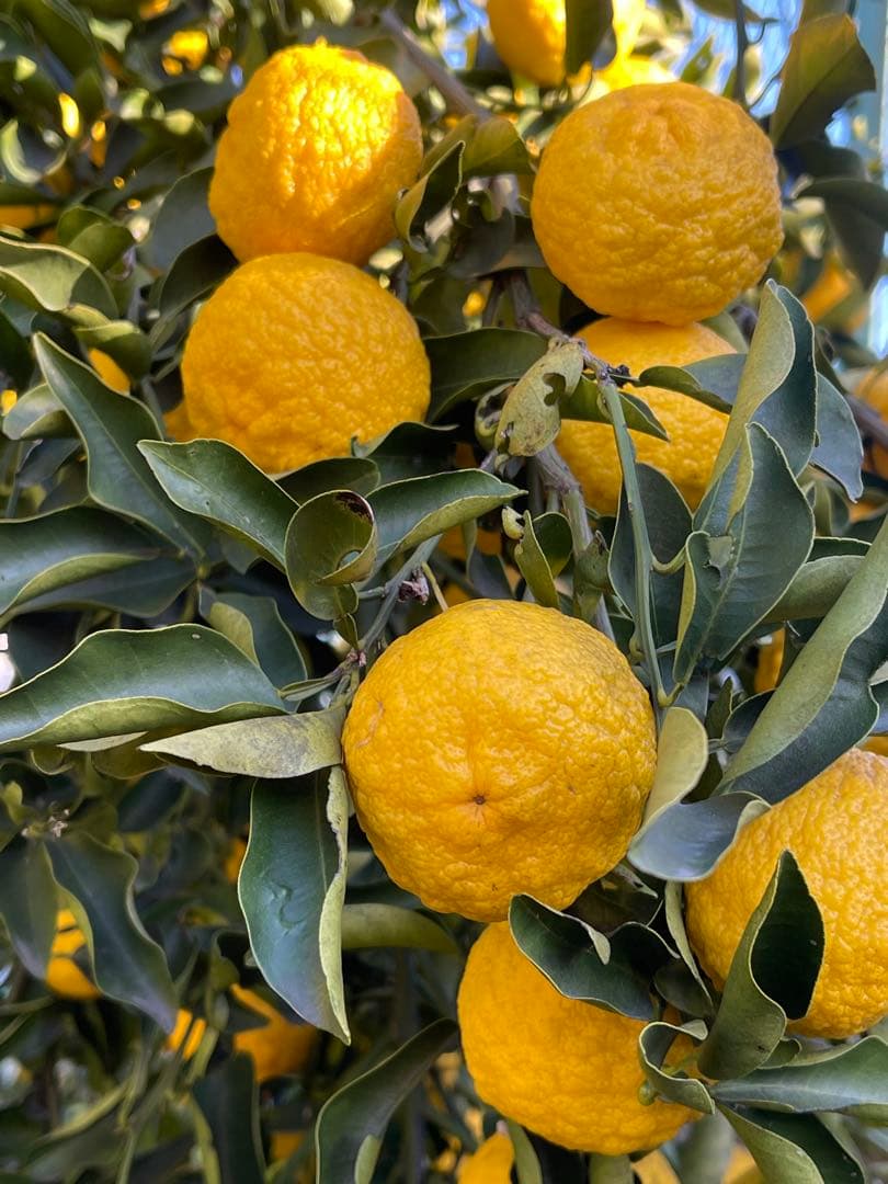 柚子　箱の重さ込み10キロ　発送日に収穫します