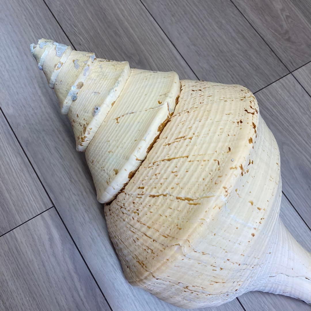レア品　アラフラオオニシ貝　法螺貝　特大 約60cm