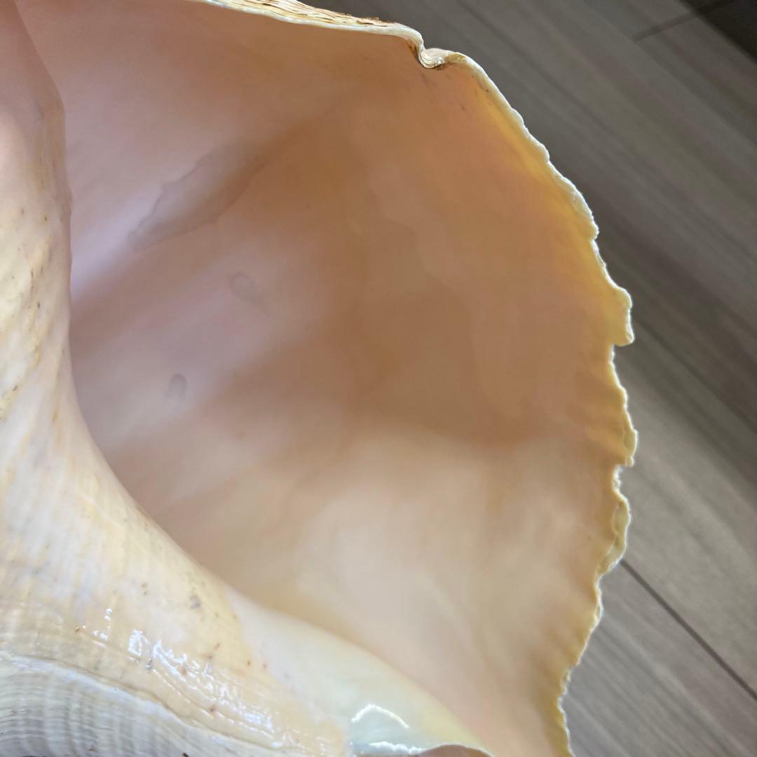 レア品　アラフラオオニシ貝　法螺貝　特大 約60cm