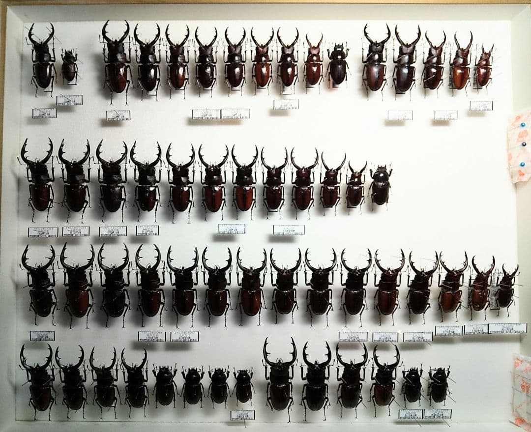 村山輝記製作・クワガタ標本　トカラノコギリクワガタ全島