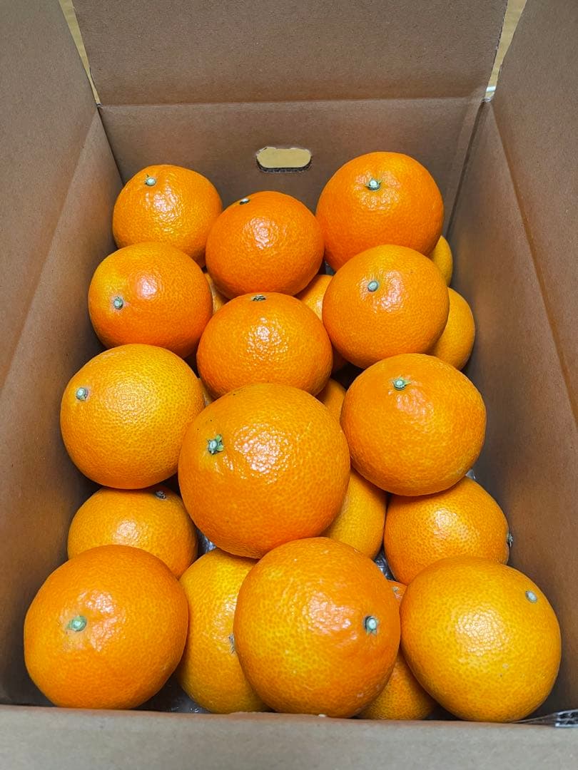 紅まどんな(5kgx2箱)・ご家庭用