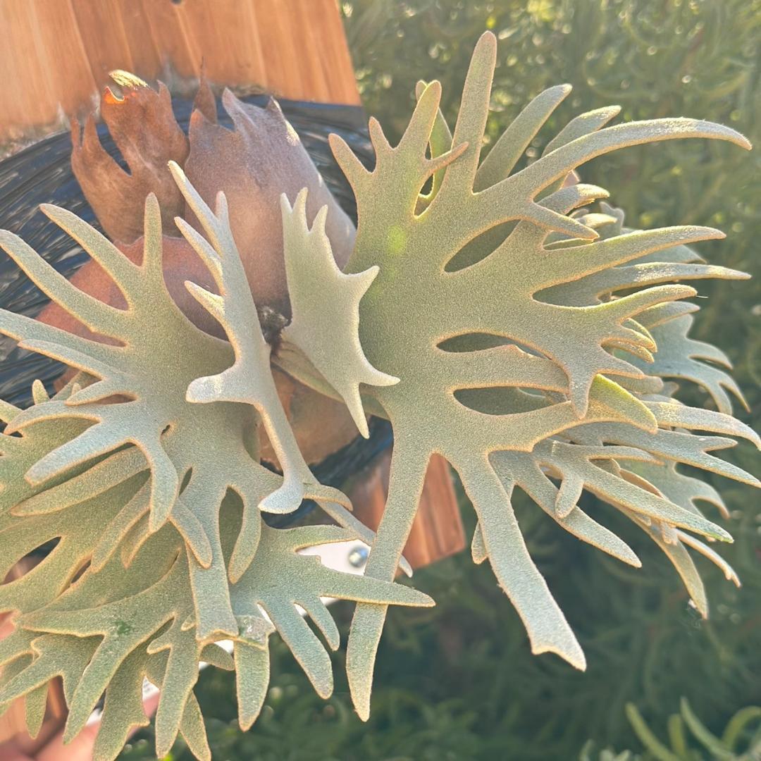 Yellow moon dwarf ’totoro’ sporeling 001