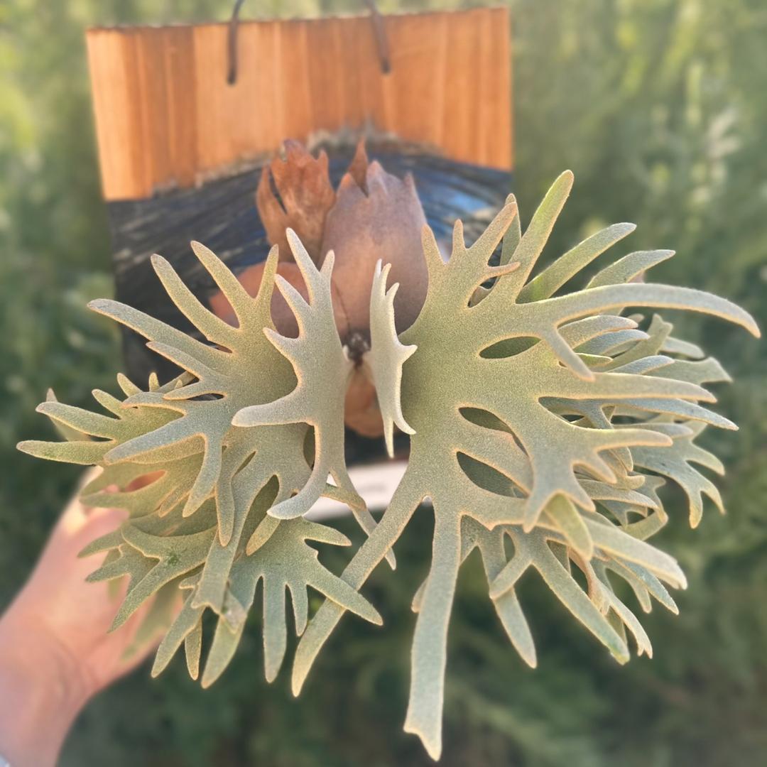 Yellow moon dwarf ’totoro’ sporeling 001