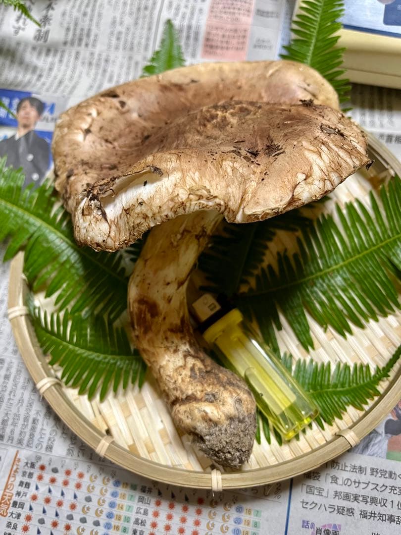 【専用です♪】【大阪泉州産】天然松茸 採れたて開き☆1本215g国産