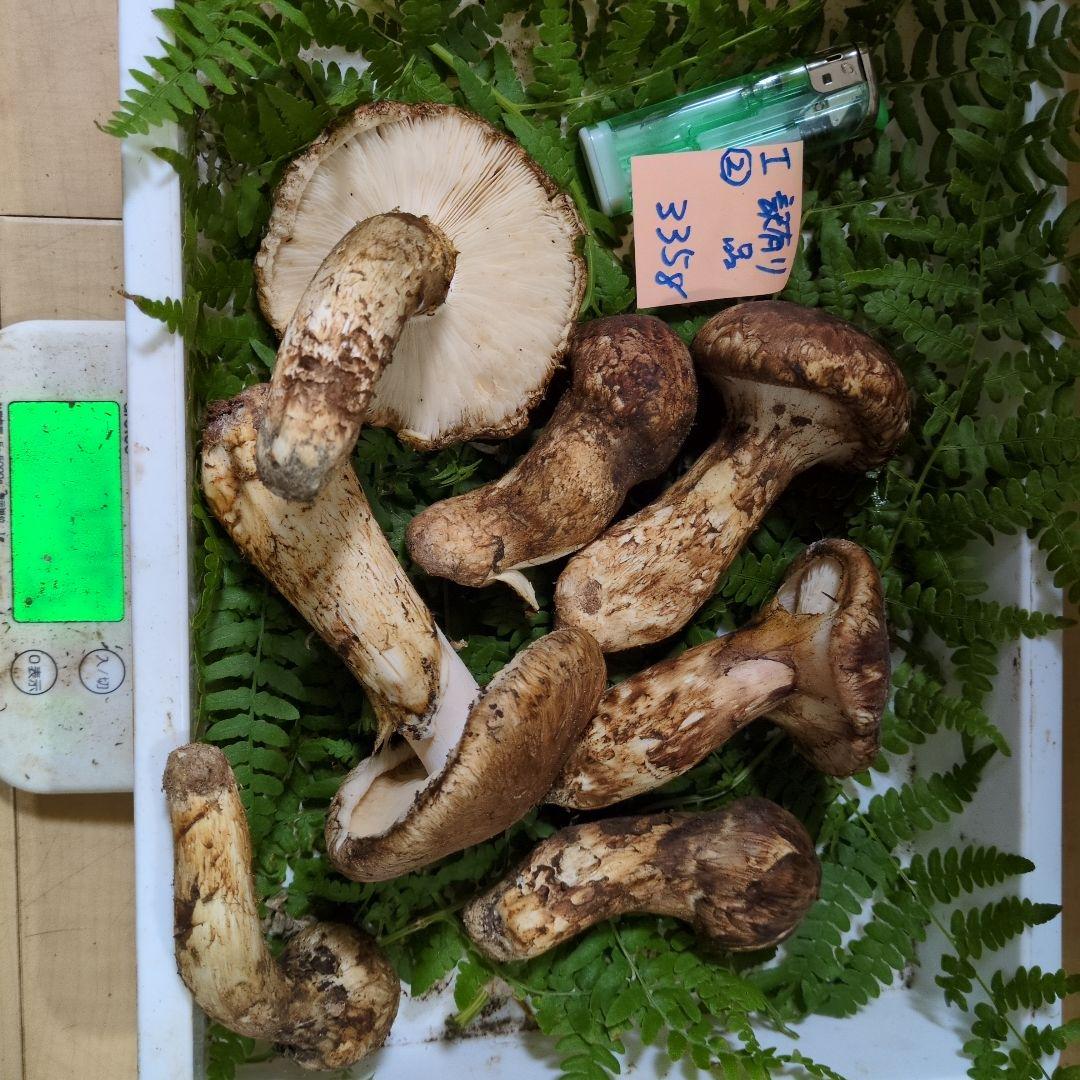 和歌山松茸 新鮮朝市　訳有り品　335㌘