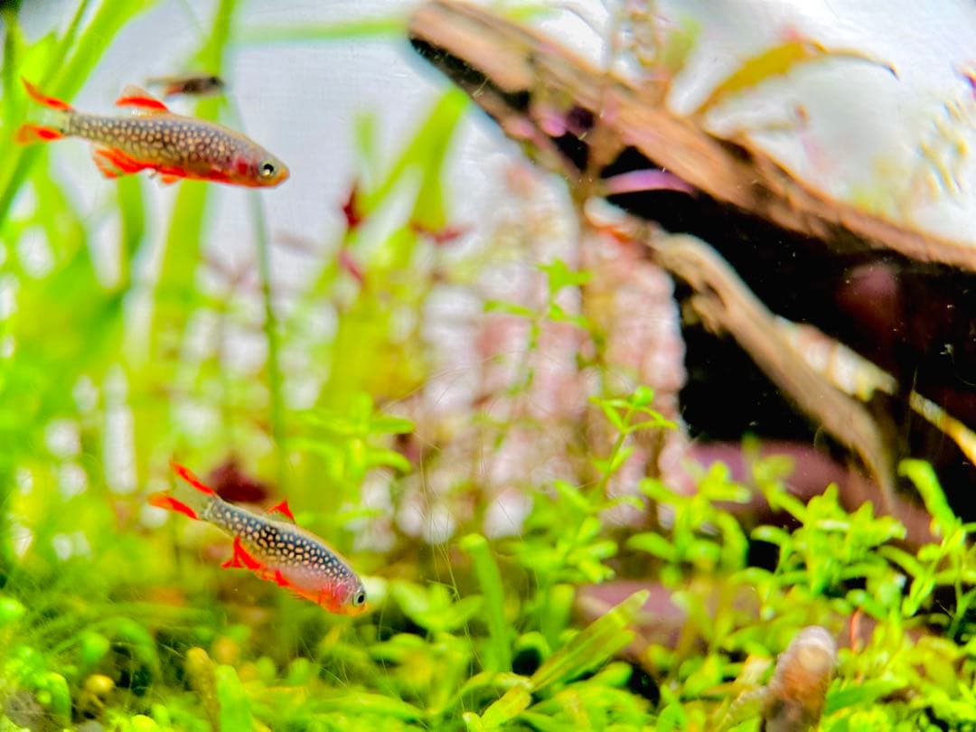 【調光・スケジュール管理】RBGスポットライト