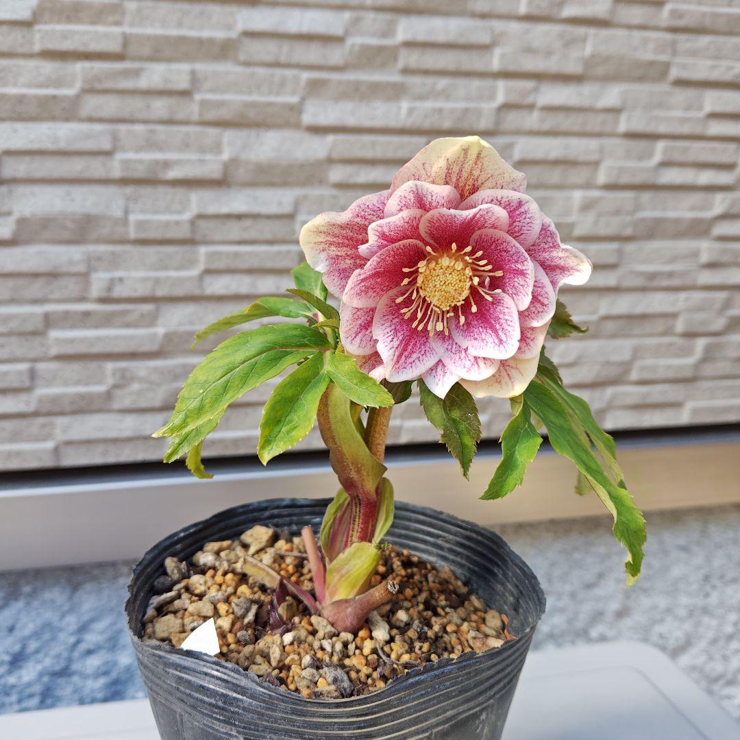 花*菜様 クリスマスローズ 加藤農園 ddピンクミストフラッシュ