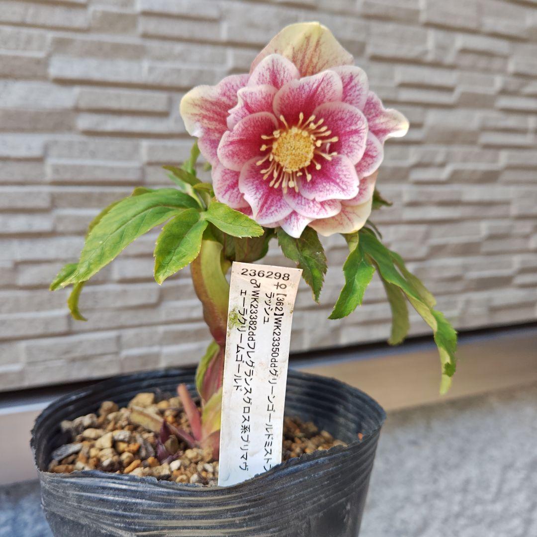 花*菜様 クリスマスローズ 加藤農園 ddピンクミストフラッシュ