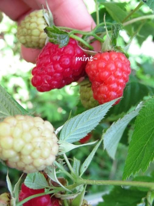 ラズベリー苗 Tulameen（トゥラミーン）　大株