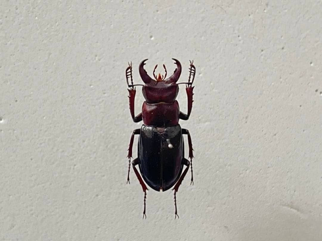 【規制前採集品】 ミクラミヤマ 鮮やかな赤系個体 標本 クワガタ ミヤマ