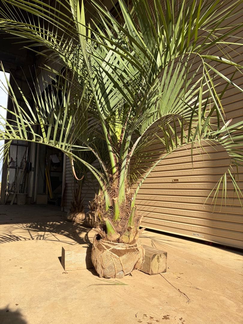ココスヤシ　根鉢上から130センチ